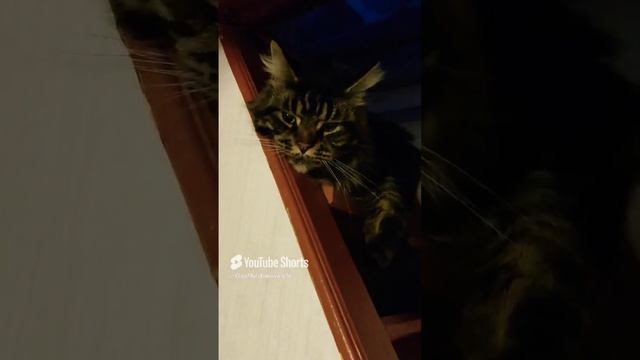 Тимоха