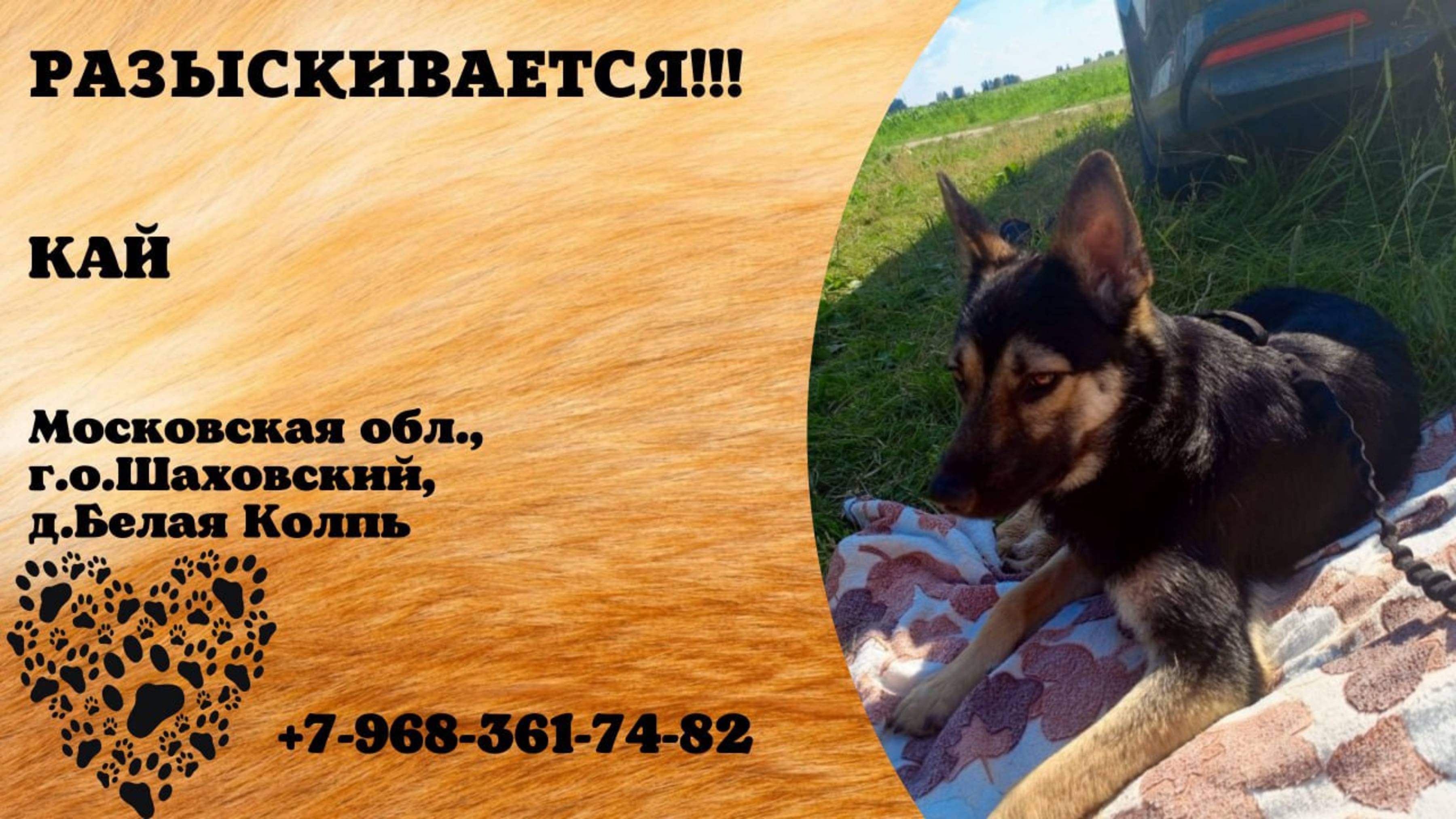Пропала собака! КАЙ. Московская обл, г.о. Шаховский, Белая Колпь