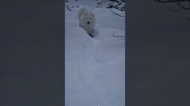 Главное в поход "козлов" не брать