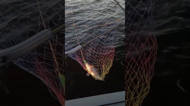 Рыба матрешка! #fishing #рыбалка