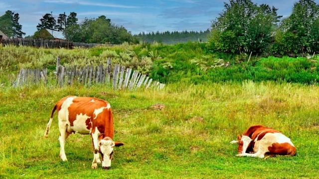 Далёкая Родина