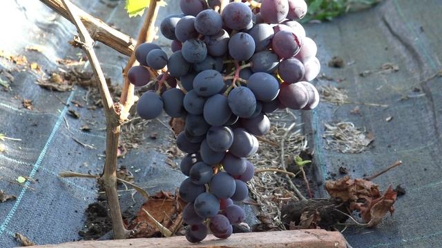 Виноград кишмиш Лорд