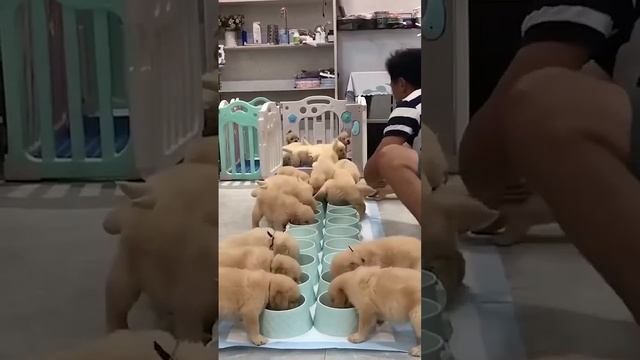 В большой семье...не щёлкай🐕💯😁😂😜