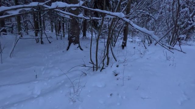 "Добыли" лосяша🦌