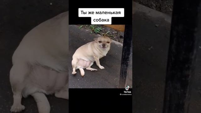 маленькая собачка