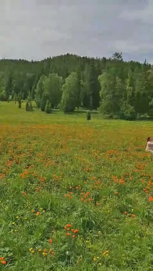 Цветущий перевал Алтая!🌟