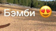 Бэмби😍