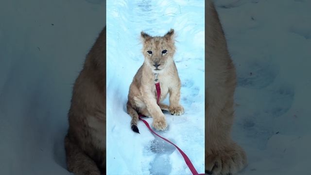 🦁Вернувший зрение львенок Назир гуляет по  «Земле прайда» и увлеченно рассматривает мир🦁