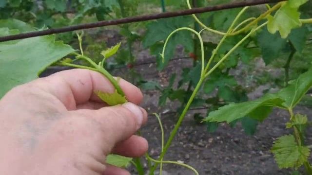 Виноград.2й год . Что делать с пасынками