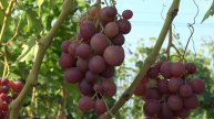 Виноград Воевода