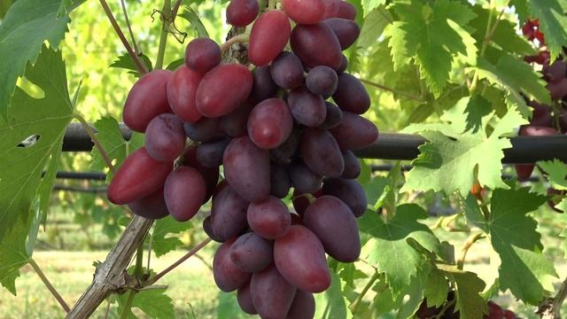 Виноград Талдун