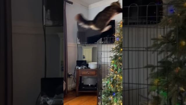 Я-Звезда!
