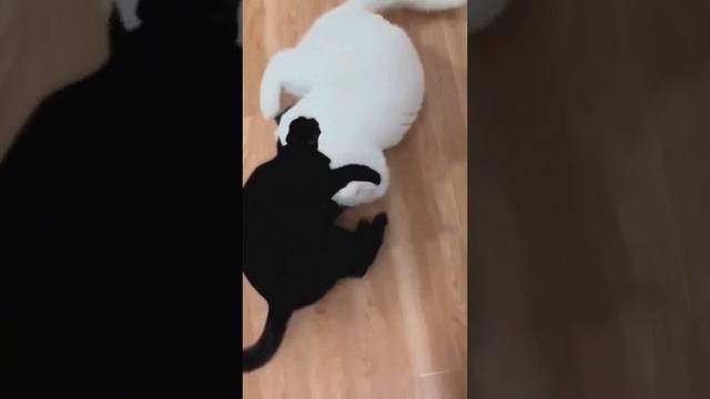 Котята 2024
