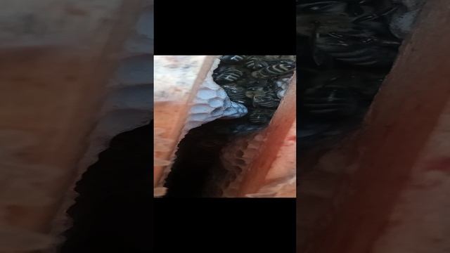 охрана не спит. когда пчёлы в клубе. 20 декабря.