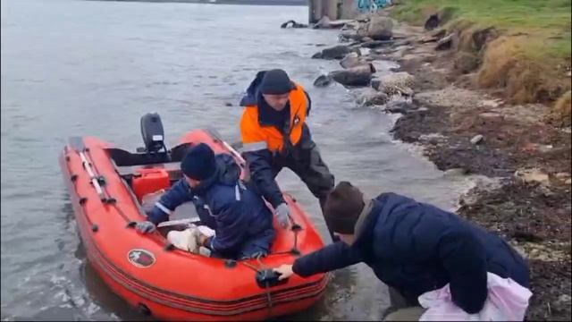 🦢‼️В Керчи спасли лебедя, который испачкался в мазуте