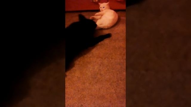 Собака издевается над котом