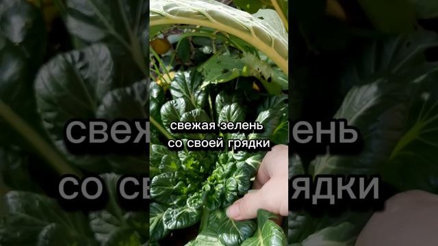 зима на юге