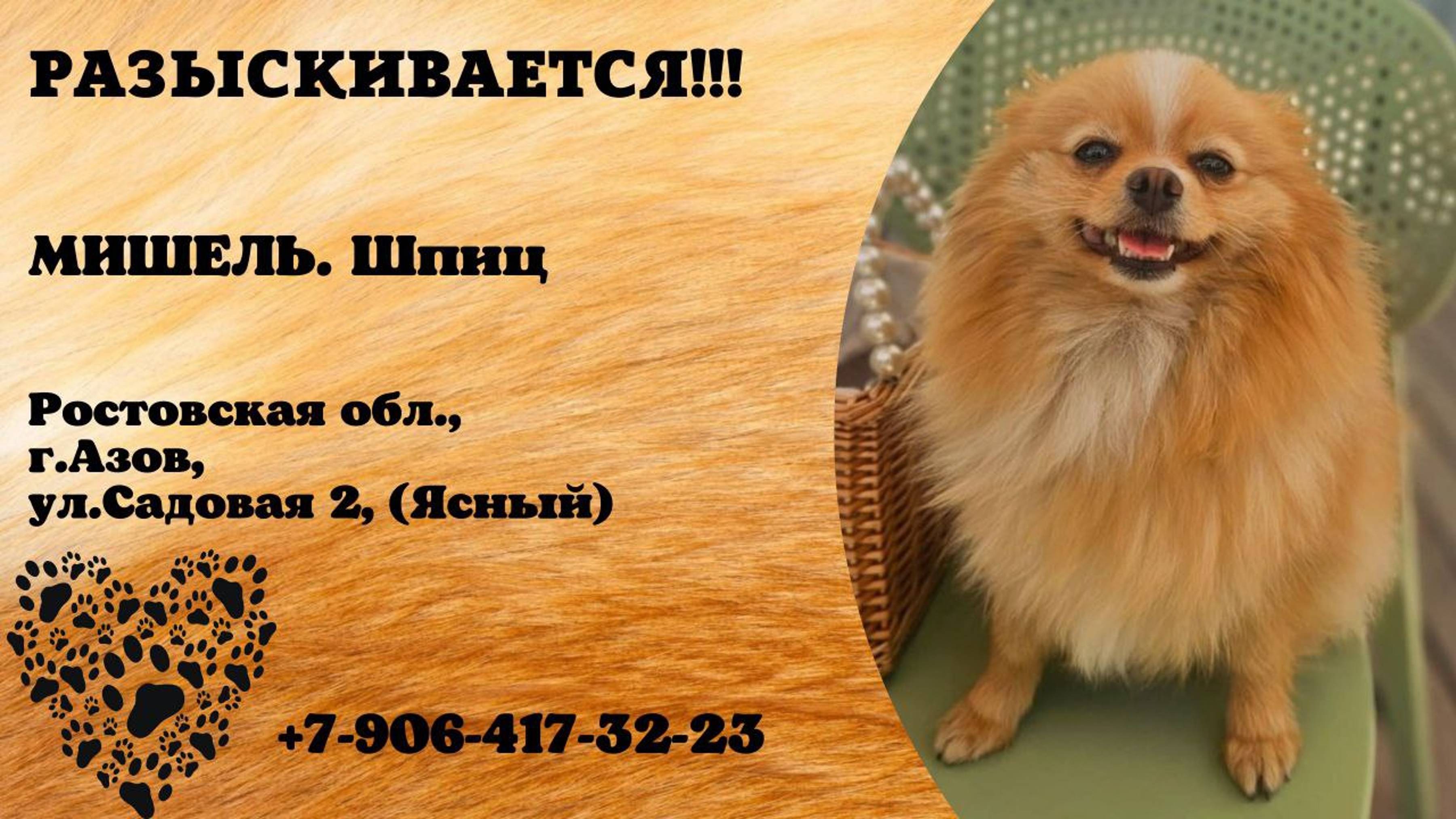Пропала собака.  МИШЕЛЬ.  Шпиц. Ростовская обл, г. Азов