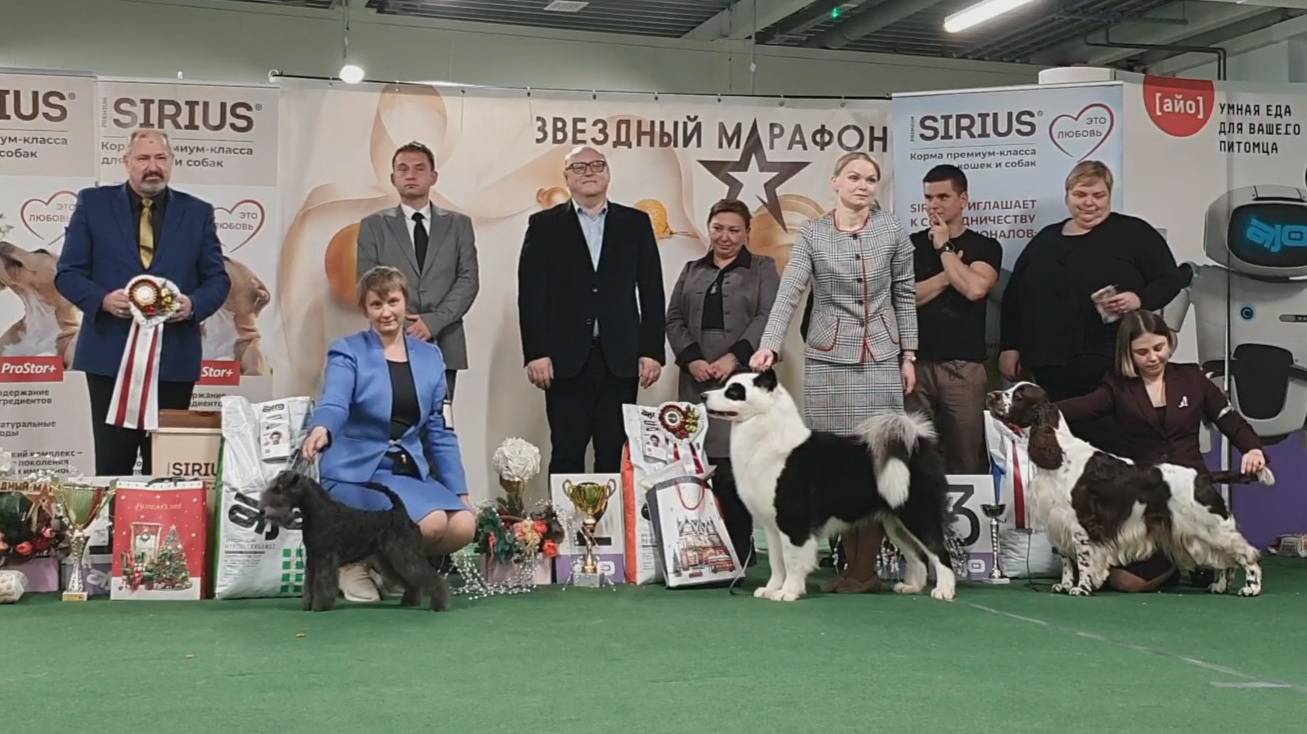 21.12.2024, СПб. Клуб "Невский Фаворит" (РКФ, РФЛС)". Выставка собак "ЗВЕЗДНЫЙ МАРАФОН" (САС, ЧФ)