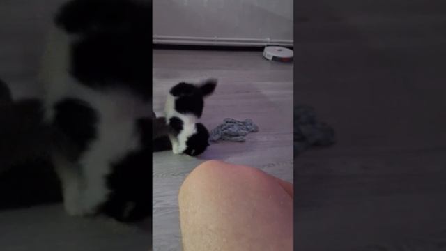 Кошачьи бои