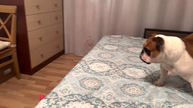 Черри и свинка // Милота и веселье