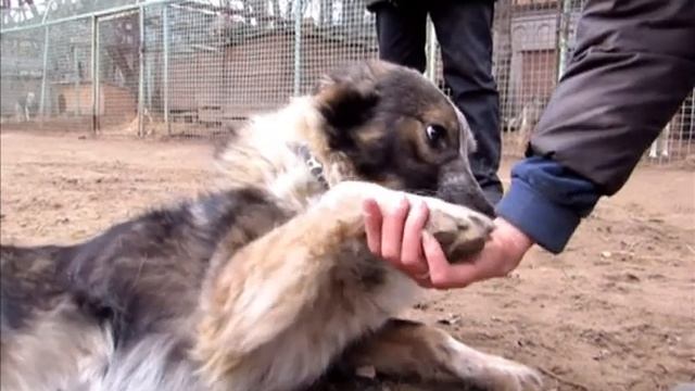 Звездочка в добрые руки