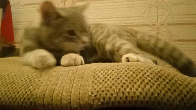 Кисинь -кусака!🐈🐈⬛😺