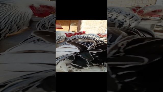 1000135745.mp4