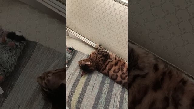 #сеняфеня