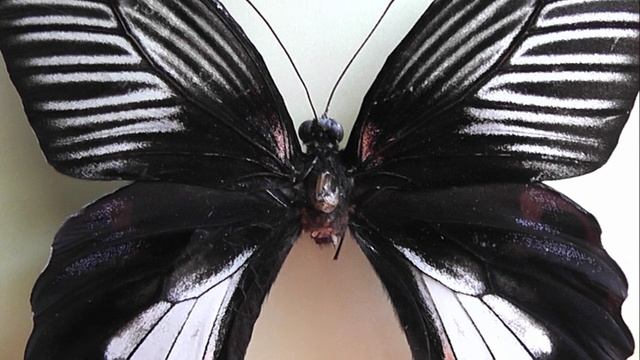 ИЗ МИРА: 111. Papilio rumanzovia (парусник румянцева)