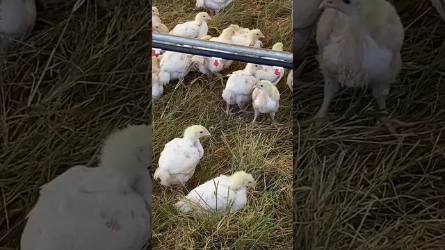 AFK chicken
