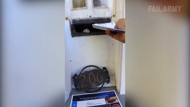 Забавные коты смешные собаки и БЕШЕНЫЕ ПОПУГАИ