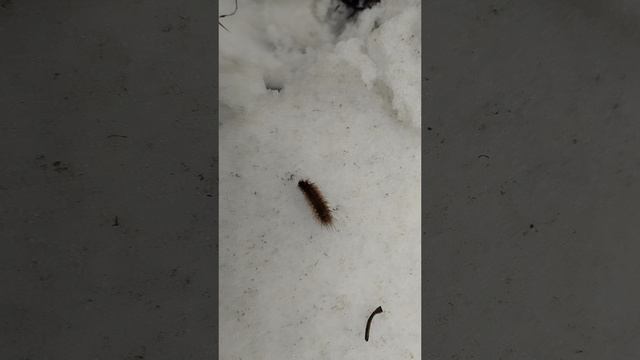 рыбалка на зимней микроречке