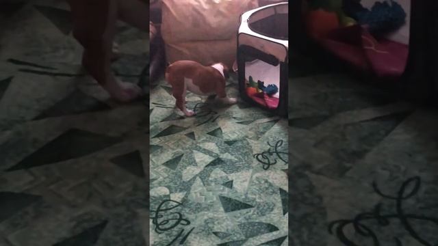 Мячик убежал  #bulldog #englishbulldog #cute #puppy #puppylove #английскийбульдог #бульдог #dog