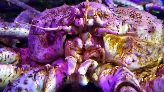 VID_20240427_175741.mp4