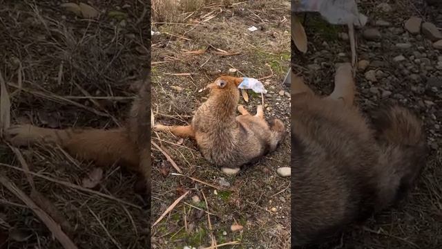 Жители Кореновского района сегодня спасают шакала, сбитого машиной ночью.