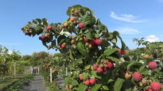 Малина Красная гвардия