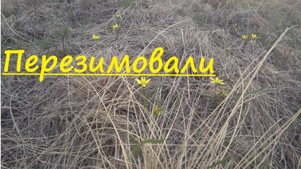 №29 г. Оренбург 11 апреля выход из зимовки