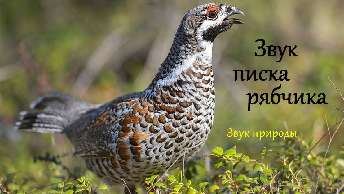 Звук писка рябчика. Звуки природы