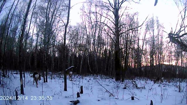Лесная жизнь 18.12.2024