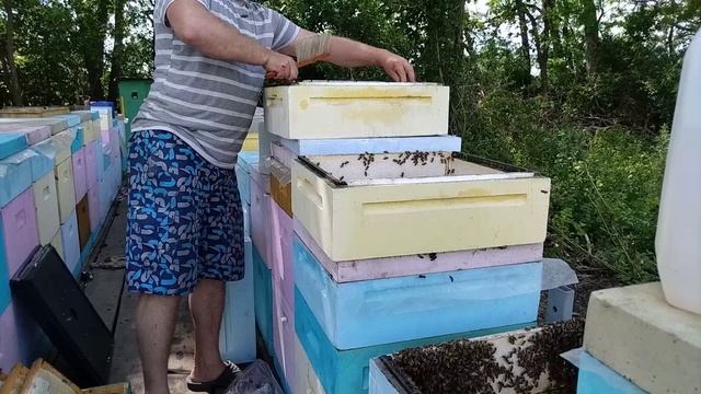 КАЧАЮ МАЙСКИЙ МЁД