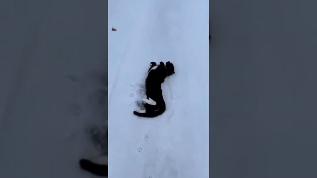 Котейкина радость - снежок 🌨️