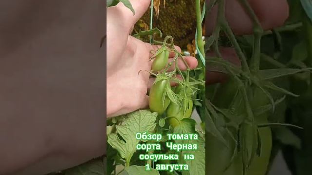 Обзор томата сорта Чёрная сосулька за лето. 1 августа. #огород #дача #помидоры