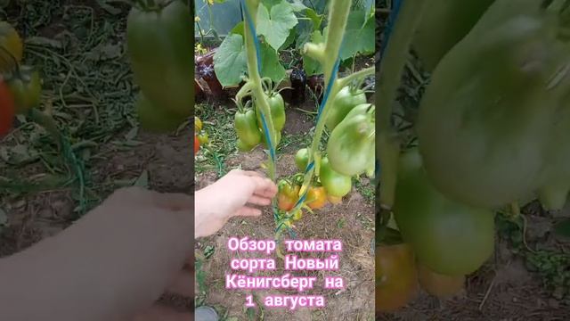 Обзор томата сорта Новый Кëнигсберг за лето. 1августа.
