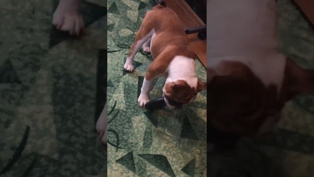 Моя прелесть #shorts #bulldog #cute #englishbulldog #бульдог #английскийбульдог #puppy #щенок #doggo