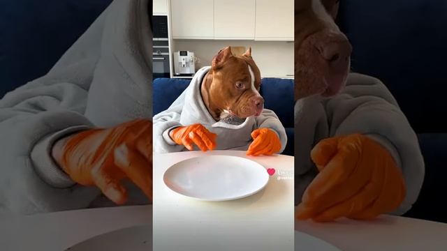 пёсик хочет есть