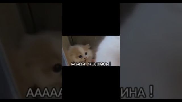 scene_output.mp4