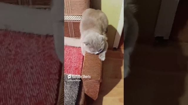 🐱