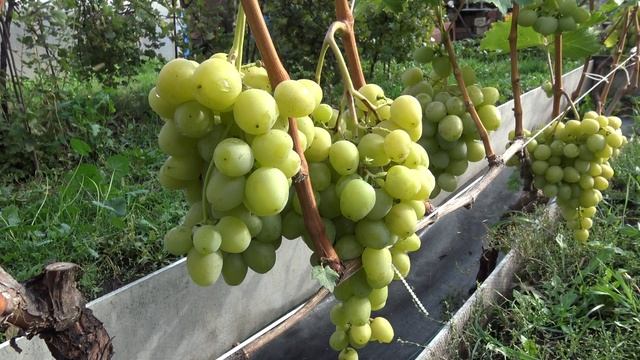 Виноград Мускат Иоанны