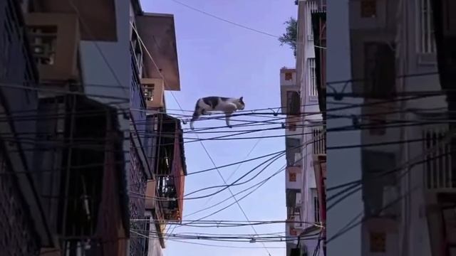 Зачем котам девять жизней😱
